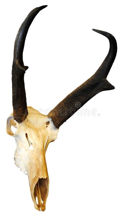 138 Animal Skull Side View Stock Photos Free And Royalty Free Stock