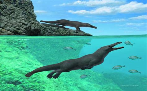 Four Legged Whale Fossil Reveals When Whales Reached The Americas