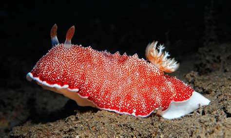Japanese Scientists Discover Sea Slugs Re Grow Their Penis
