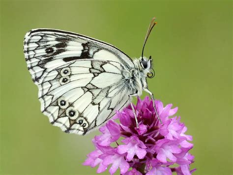 Marbled White Butterfly Conservation Beautiful Creature Beautiful