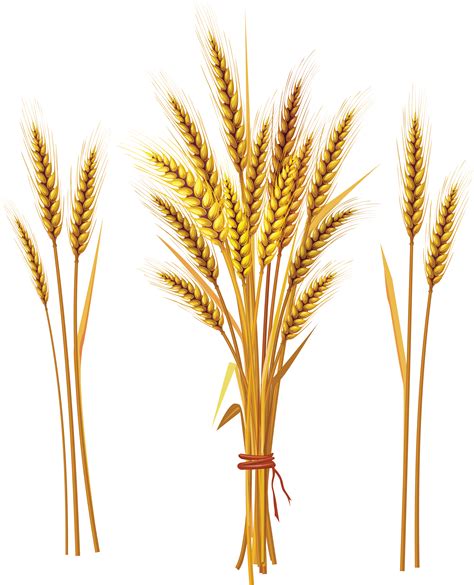 Wheat clipart wheat spike, Wheat wheat spike Transparent FREE for png image