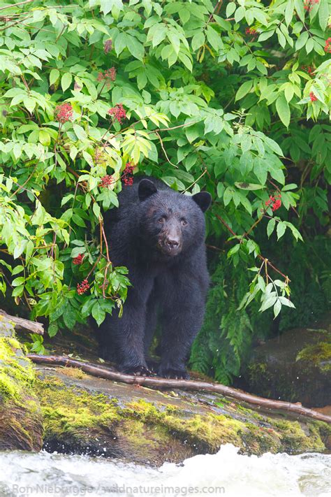 Black Bear Inside Passage Alaska Photos By Ron Niebrugge
