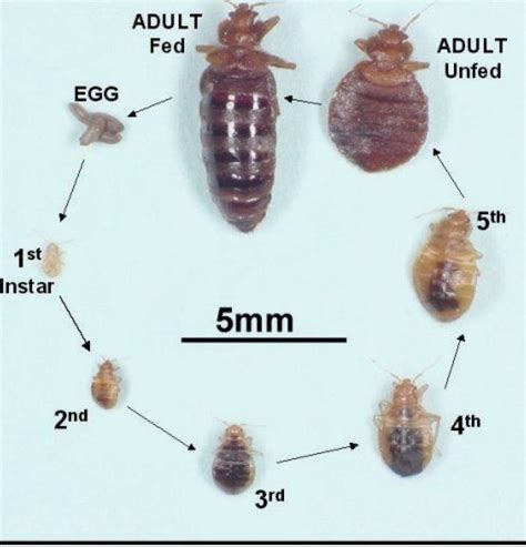 Termites Vs Bed Bugs What S The Difference