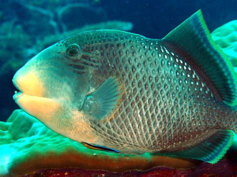 Yellowmargin Triggerfish Pseudobalistes Flavimarginatus Palau