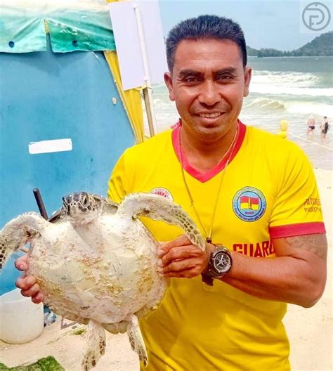 Injured Sea Turtle Rescued On Patong Beach The Phuket Express