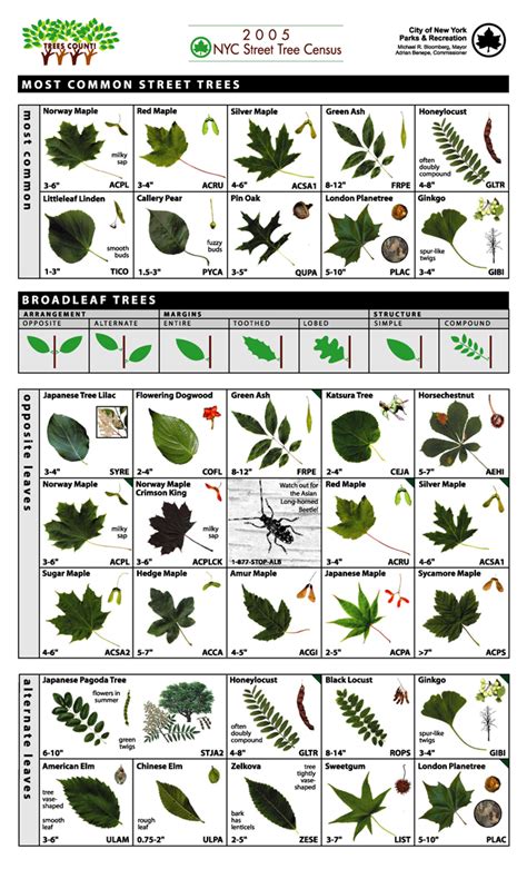 Ralph Arnold How To Identify A Plant By Its Leaf