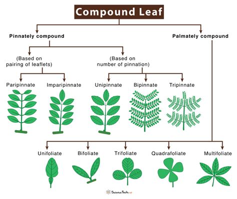 Compound Leaf Definition Type Identification Examples