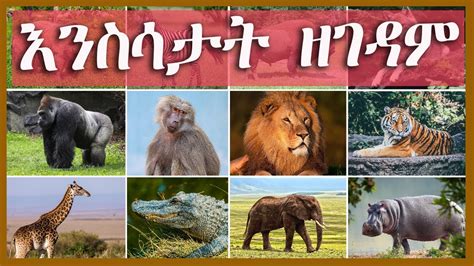 እንስሳታት ዘገዳም ብትግርኛን እንግሊዘኛን Wild Animals In Tigrigna And English