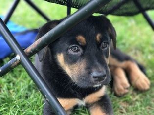 Check spelling or type a new query. View Ad: German Shepherd Dog-Vizsla Mix Puppy for Sale ...