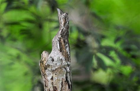 65 Unbelievable Examples Of Animal Camouflage That Will Make You Look