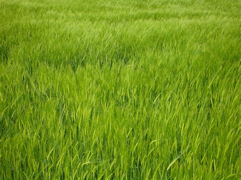Green Barley field | Green Barley field. Barley (Hordeum ...