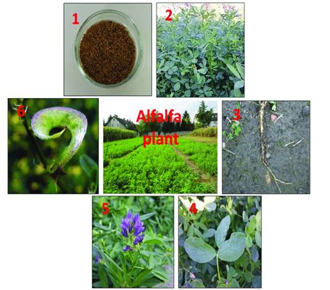 General Overview Of The Alfalfa Plant Starting With The Seeds Photo
