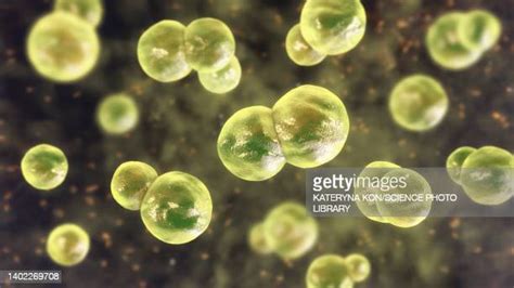 Blastomyces Photos And Premium High Res Pictures Getty Images