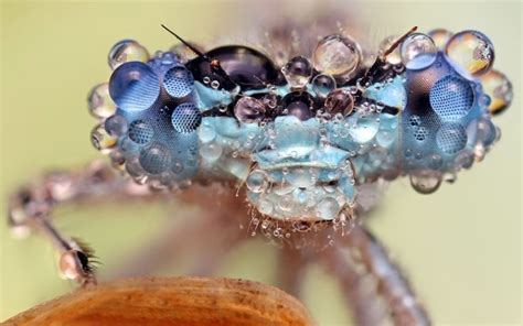 Dew Soaked Bugs Ondrej Pakans Photos Of Insects Covered In Drops Of