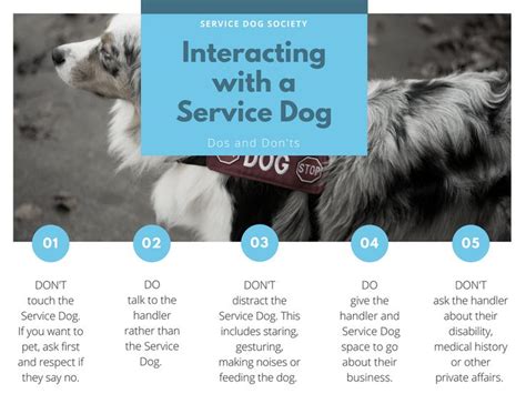 Next Time You See A Service Dog Remember These Tips Learn More At