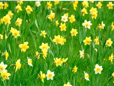 Spring Daffodils Wallpaper Wallpapersafari