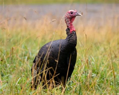 Wild Turkey Facts Diet Habitat And Pictures On Animaliabio