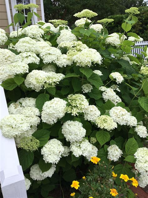 Annabelle Hydrangea Large White Blooms In June And July Hage