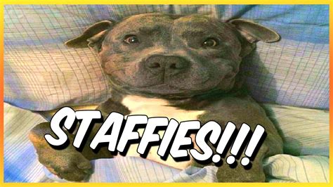 Funny Staffy Video Compilation The Staffordshire Bull Terrier