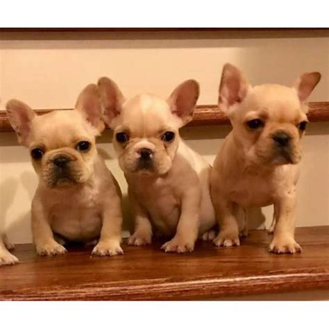 If you have decided we are the right french bulldog breeder for you. AKC Cream French Bulldog Puppies Available $2600 in ...