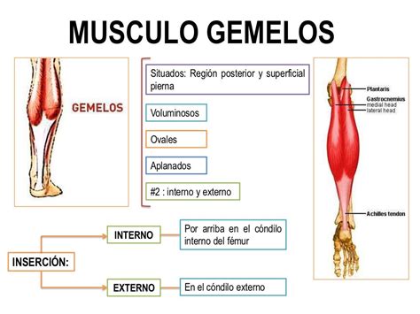 Musculos De La Pierna