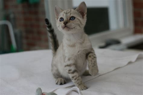 Playful Blue Eyed Snow Bengal Kittens Ped Reg