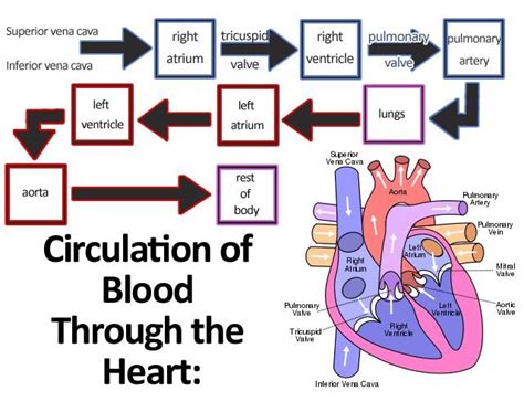 Blood Flow Through The Heart Diagram Quizlet