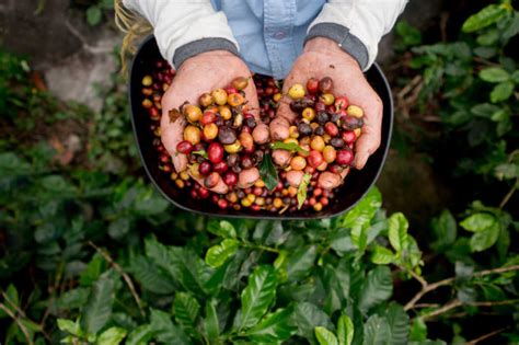 Growing Coffee Plants Kellogg Garden Organics