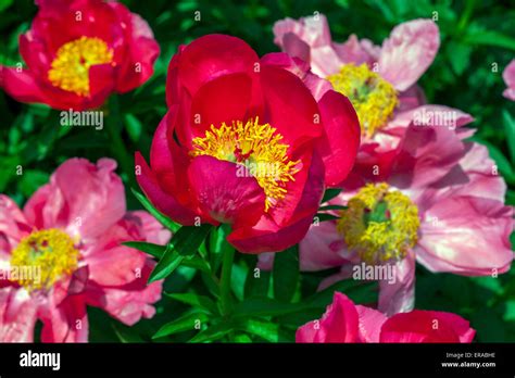 Pink Peony Paeonia Lactiflora Blooming Peonies Stock Photo Alamy