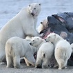El Oso Polar Descubre Qué Comen Estos Depredadores árticos