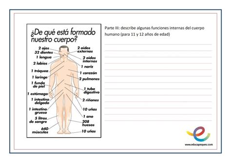 Las Partes Del Cuerpo Humano