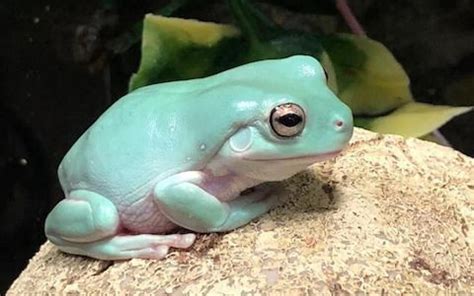 Whites Tree Frog Whites Tree Frog Pet Frogs Tree Frogs