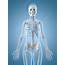 Human Skeletal Structure Illustration  Stock Image F012/6736