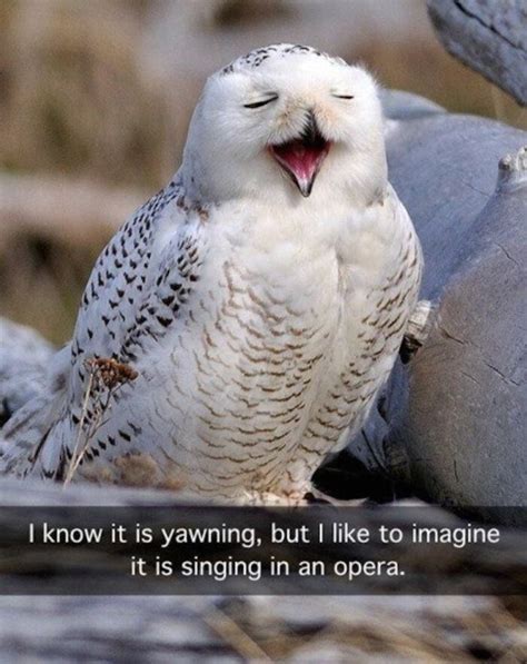 Just 25 Of The Cutest Owl Memes To Brighten Your Day