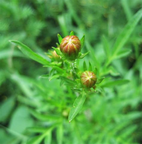 Flower Buds Free Stock Photo - Public Domain Pictures