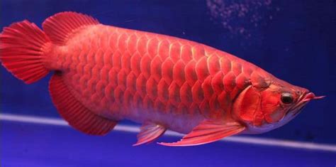 Ikan ini masuk ke dalam ikan hias air tawar yang unik karena corak warnanya, selain itu karakteristik ikan juga ternyata berbanding berbalik dengan namanya. Ikan Hias Air Tawar Termahal di Dunia | ATAgaleri.net