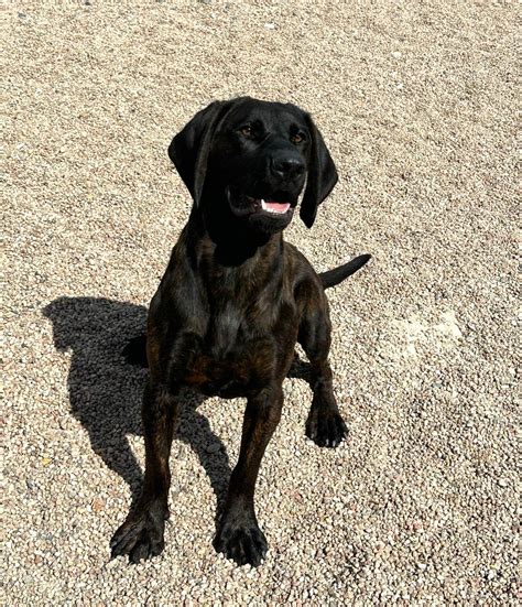 Hanoverian Scenthound Hanoverian Scenthound Puppies For Sale