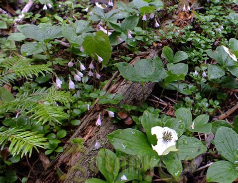 Cornus canadensis - Botanically Inclined - Seed Adventures