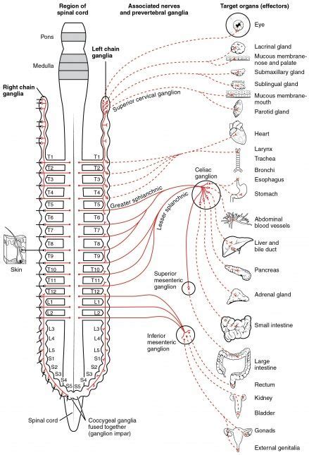 Lahiri Mahasaya Buscar Con Google Nervous System Anatomy Autonomic Nervous System