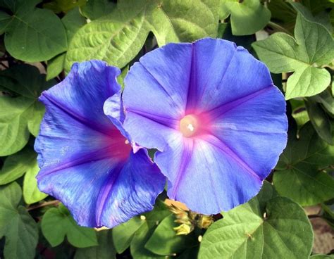 Morning Glories For The Garden Different Types Of Morning Glory