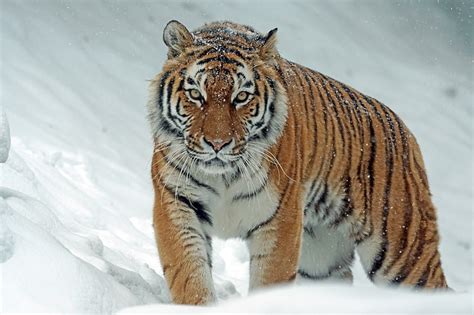 Siberian Tiger Tiger Predator Big Cat Snow Hd Wallpaper