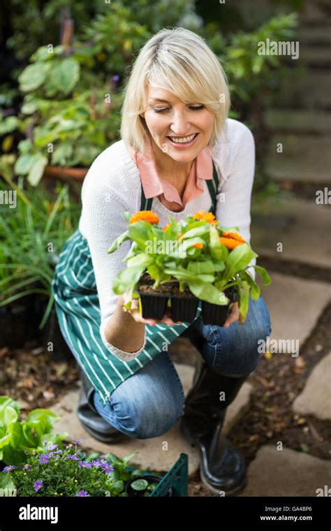 Female Gardener Examining Potted Plant Stock Photo Alamy