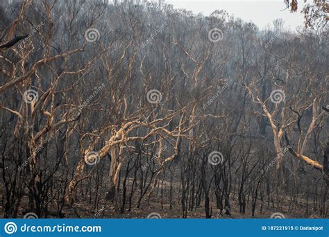 Australian Bushfires Aftermath Burnt And Scorched Eucalyptus Trees