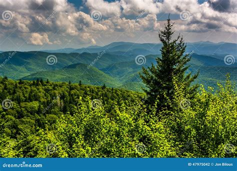 Pine Tree And View Of Appalachian Mountains From The Blue Ridge Stock