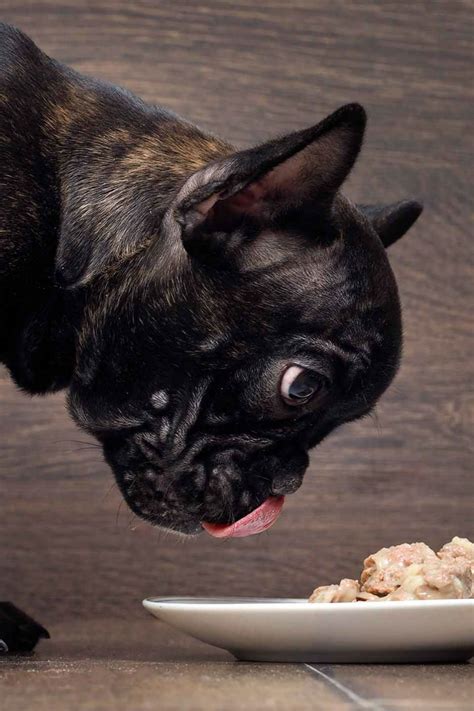 Let it cool a bit and serve fresh (or freeze for later use when cool.) sandra's tips about the don'ts: Best Food For French Bulldog Puppy Dogs - Top Tips And ...