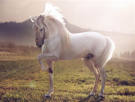 Horse White Stallion Wallpapers Hd Desktop And Mobile Backgrounds