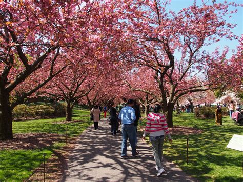 Cherry Blossom Festival Brooklyn Botanic Garden Flickr