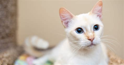 Flame Point Siamese Cat Personality Price And Adoption The Ideal Cat