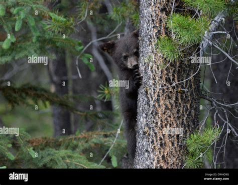 Black Bear Ursus Americanus Young Cub Jasper National Park Canada