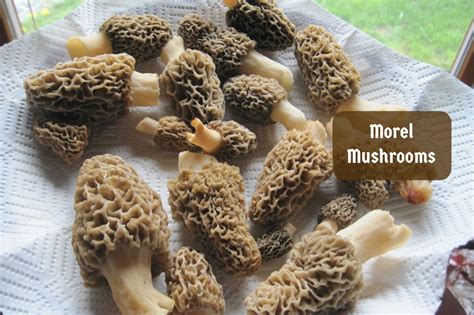 Morel Mushrooms A Spring And Wild Delicacy